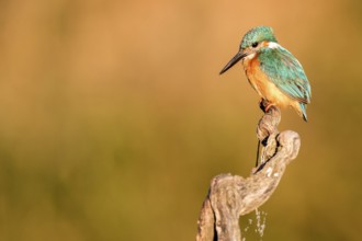 Common Kingfisher (Alcedo atthis) perched on a branch, Andalusia, Spain