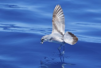 Fairy Prion (Pachyptila turtur) flying, Victoria, Australia