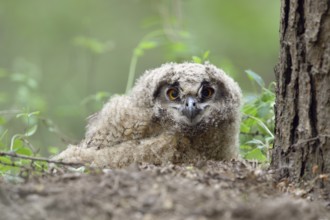Eurasian Eagle-Owl (Bubo bubo) juvenile, North Rhine-Westphalia, Germany