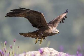 Black Kite (Milvus migrans) flying, Madrid, Spain