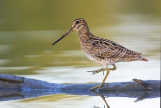 Latham's Snipe (Gallinago hardwickii) foraging, Victoria, Australia