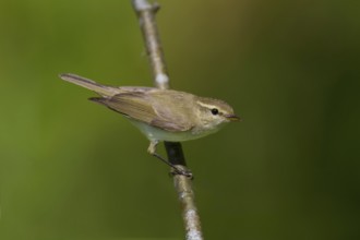 Greenish Warbler (Phylloscopus trochiloides), Baden-Wuerttemberg, Germany