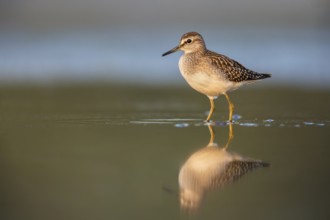 Wood Sandpiper (Tringa glareola) foraging, Poland