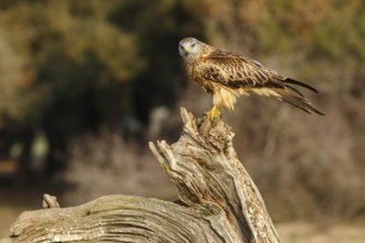 Red Kite (Milvus milvus), perched on a branch, Catile and Leon, Spain