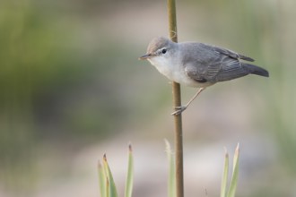 Uppchers Warbler - Dornspötter - Hippolais languida, Kyrgyzstan
