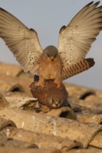 Lesser Kestrel (Falco naumanni), pair mating, Castile-La Mancha