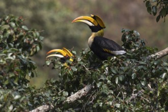 Great Hornbill (Buceros bicornis) pair, Manas National Park, Bhutan