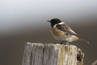 European Stonechat (Saxicola rubicola) male perched on a pale, Mecklenburg-Western Pomerania,