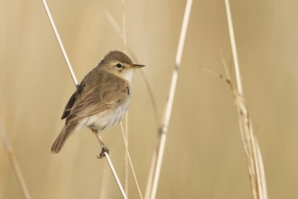 Booted Warbler - Buschspötter - Iduna caligata, Kazakhstan