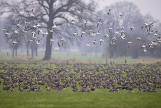 Greater White-fronted Goose (Anser albifrons) group, North Rhine-Westphalia, Germany