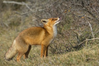 Red Fox (Vulpes vulpes) adult feeding on seabuckthorn berries, Netherlands