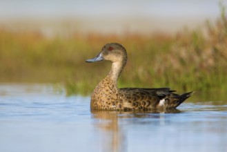 Chestnut Teal (Anas castanea) young male, Victoria, Australia