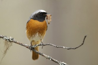 Common Redstart (Phoenicurus phoenicurus) male perched on a branch with food in its beak, Dalarna,