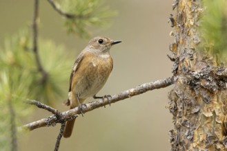 Common Redstart (Phoenicurus phoenicurus) female perched on a branch, Dalarna, Sweden