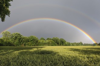 Intense double rainbow over cereal fields in summer, Germany