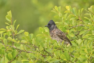 Rußbülbül (Pycnonotus cafer) am Regenwald von Sri Lanka