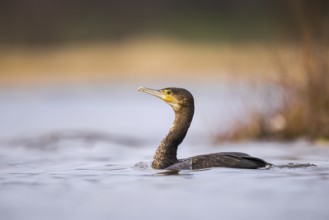 Great Cormorant (Phalacrocorax carbo), North Rhine-Westphalia, Germany