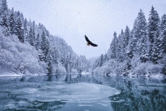 Bald Eagle (Haliaeetus leucocephalus) flying, Alaska, USA