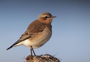 Northern Wheatear (Oenanthe oenanthe) female, Schleswig-Holstein, Germany