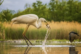Great Egret (Ardea alba) with fish prey in its beak, Kiskunsag National Park, Hungary