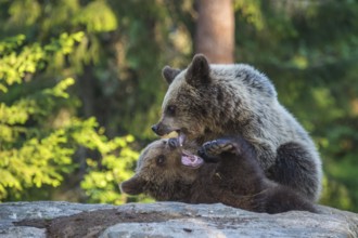 Eurasian Brown Bear (Ursus arctos) two fighting in forest, Finland