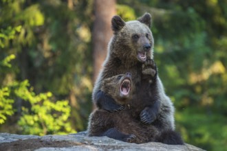 Eurasian Brown Bear (Ursus arctos) two fighting in forest, Finland