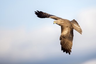 Black Kite (Milvus migrans) flying, Madrid, Spain