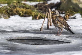 Fieldfare (Turdus pilaris) on an icehole, Mecklenburg-Western Pomerania, Germany
