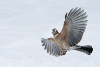 Eurasian Jay (Garrulus glandarius) flying, Lower Saxony, Germany