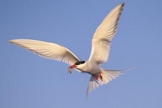 Arctic Tern (Sterna paradisaea) flying, Schleswig-Holstein, Germany