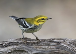A Black-throated Green warbler, Setophaga virens, in the fall in Saskatoon, Saskatchewan