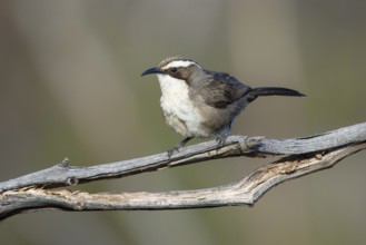 White-browed Babbler (Pomatostomus superciliosus) perched on a branch, Victoria, Australia