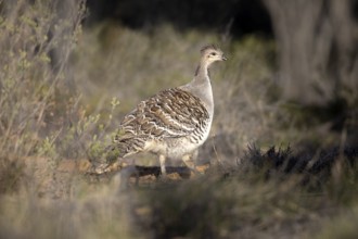 Malleefowl (Leipoa ocellata), Victoria, Australia