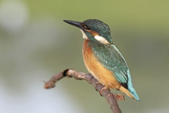 Common Kingfisher (Alcedo atthis) juvenile, Baden-Wuerttemberg, Germany