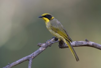 Yellow-tufted Honeyeater (Lichenostomus melanops), Victoria, Australia