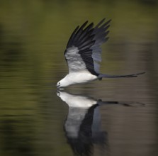 Swallow-tailed Kite (Elanoides forficatus) drinking in flight, Florida, USA