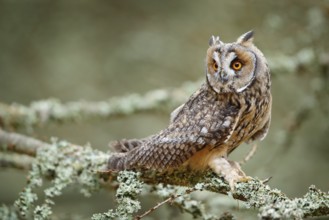 Long-eared Owl sitting on branch in fallen larch forest during autumn. Owl in nature wood nature