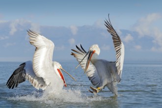Dalmatian pelican, Pelecanus crispus, landing in Lake Kerkini, Greece. Pelican with open wings.