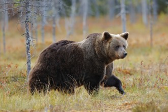 Beautiful big brown bear walking around lake with autumn colours. Dangerous animal in nature forest