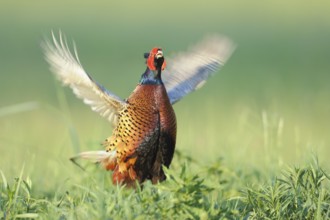 Common Pheasant (Phasianus colchicus) male calling, Lake Neusield, Austria