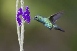 Blue-tailed Emerald (Chlorostilbon mellisugus), Manu National Park, Peru