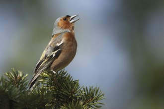 Common Chaffinch (Fringilla coelebs) male singing, Sweden