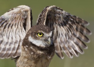 Burrowing Owl (Athene cunicularia), Florida, USA