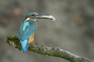 Common Kingfisher (Alcedo atthis) female perched on a branch with a fish in its beak, Lower Saxony,