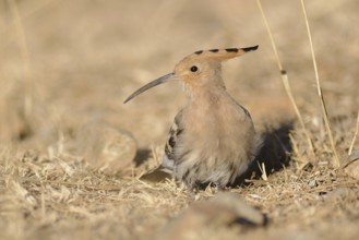 Eurasian Hoopoe (Upupa epops), Tibet, China