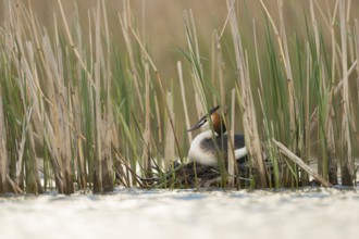 Great Crested Grebe (Podiceps cristatus) incubating, North Rhine-Westphalia, Germany