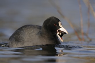 Eurasian Coot (Fulica atra) with mussel in beak, North Rhine-Westphalia, Germany