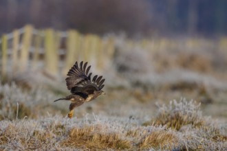 Common Buzzard (Buteo buteo) flying, North Rhine-Westphalia, Germany