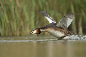 Great Crested Grebe (Podiceps cristatus) taking flight, North Rhine-Westphalia, Germany