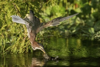 Green Heron (Butorides virescens), Texas, USA